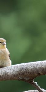 Animales,Pareja,Par,Birds,Rama