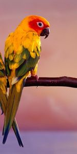 Birds,Animales,Loros