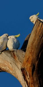 Animales,Birds,Madera,Cacatúa,Loros,Árbol,Amor