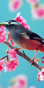 Birds,Plantas