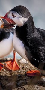 Birds,Rock,Stone,To Stand,Stand,Beaks,Views,Animals,Rio,Eyes