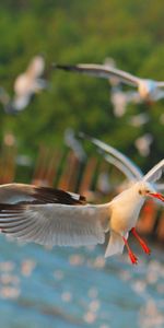 Birds,Sea,Hand,Animals,Seagulls