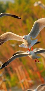 Naturaleza,Mar,Gaviotas,Vuelo,Birds