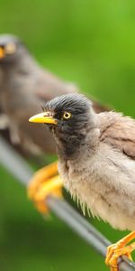 Birds,Sit,Expectation,Waiting,Animals,Feather