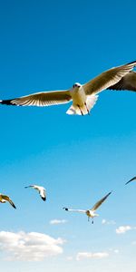 Birds,Sky,Animals,Seagulls