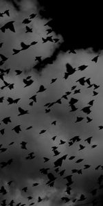 Birds,Sky,Clouds,Miscellanea,Miscellaneous,Flock,Dark