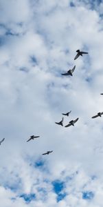 Birds,Sky,Clouds,Nature