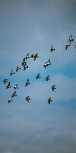 Birds,Sky,Flock,Animals,Pigeons