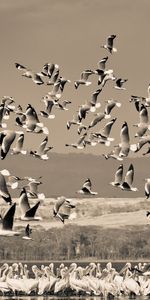 Animaux,Sky,Domaine,Champ,Nature,Oiseaux