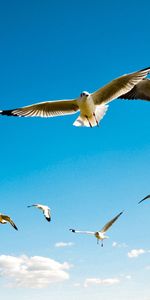 Birds,Sky,Seagulls,Flight,Animals,Wings,Albatross,Swing