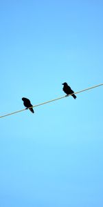 Birds,Sky,Sit,Crows,Wire,Blue Background,Minimalism