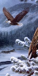 Birds,Snow,Eagles,Pictures