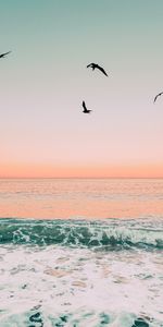 Birds,Sunset,Sea,Foam,Nature,Waves