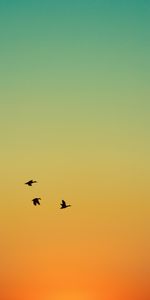 Animaux,Sky,Vol,Coucher De Soleil,Canards,Oiseaux