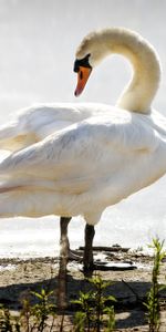 Animales,Birds,Cisne,Enclavado,Polluelo