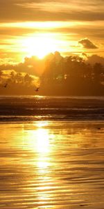 Birds,Trees,Sea,Evening,Nature,Sunset