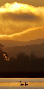 Cygnes,Nature,Lac,Sky,Coucher De Soleil,Arbres,Oiseaux