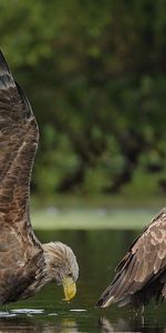 Animales,Agua,Pareja,Par,Birds,Eagles,Depredadores