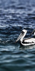 Birds,Water,Swimming,Pelicans,Animals,Sea