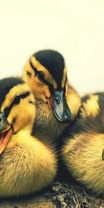 Jeune,À Pois,Tacheté,Animaux,Oursons,Canetons,Oiseaux