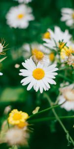 Bloom,Blur,Smooth,Field,Flowers,Camomile,Flowering