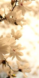 Bloom,Flowering,Branch,Flowers