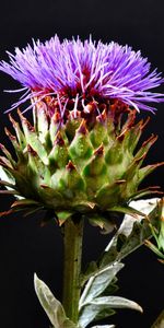 Bloom,Flowering,Hats,Thistle,Flowers,Black Background