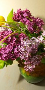 Lilas,Floraison,Fleurs,Source,Tulipes,Printemps