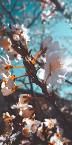 Bloom,Flowers,Macro,Flowering,Sakura