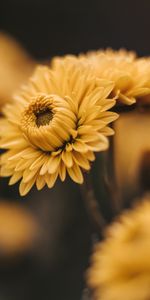 Bloom,Flowers,Macro,Petals,Flowering