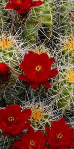 Bourgeons,Aiguille,Fleurs,Fleur,Floraison,Cactus