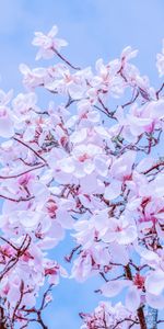 Bloom,Flowers,Sky,Branches,Magnolia,Flowering