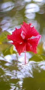 Éclat,Éblouissement,Fleurs,Eau,Hibiscus,Floraison