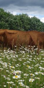 Prairie Fleurie,Prairie En Fleurs,Animaux,Camomille,Vache