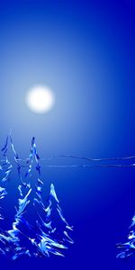 Blue Background,Fir Trees,Forest,Holidays,Night,Moon