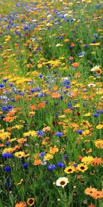 Clairière,Camomille,Bleuets,Polyana,Été,Nature,Fleurs