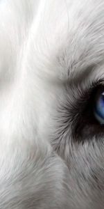 Ojos Azules,De Ojos Azules,Lana,Animales,Perro,Ojos