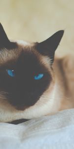 Animales,Ojos Azules,De Ojos Azules,Siamés,Gato