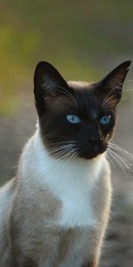 Yeux Bleus,Aux Yeux Bleus,Chat Siamois,Animaux,Chat