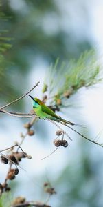 Blue Tailed Bee Eater,Animals,Bird,Branch,Focus