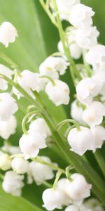 Bluebells,Leaves,Flowers,Lily Of The Valley,Spring