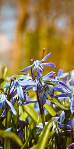 Bluebells,Macro,Flowers