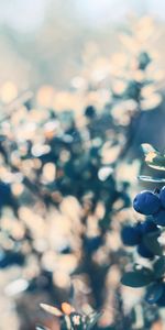 Blueberry,Planter,Baies,Plante,Macro,Buisson