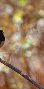 Éblouissement,Éclat,Lisse,Birdie,Branche,Animaux,Flou,Petit Oiseau