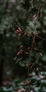 Blur,Smooth,Branch,Plant,Nature