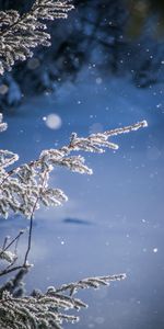 Blur,Smooth,Branches,Boquet,Bokeh,Glare,Snow,Nature