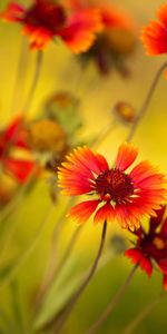 Blur,Smooth,Close Up,Flowers