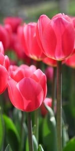 Blur,Smooth,Flower Bed,Flowerbed,Flowers,Tulips