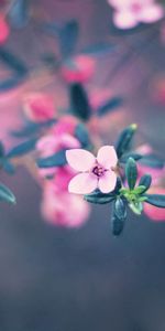 Blur,Smooth,Flowering,Macro,Bloom,Flowers