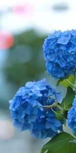 Blur,Smooth,Flowers,Bloom,Flowering,Hydrangea